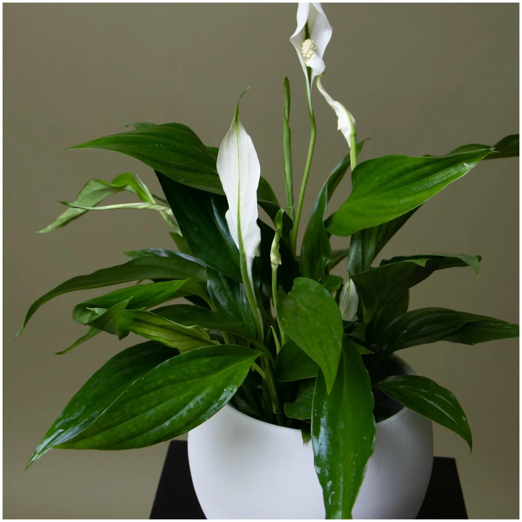 Спатифиллум уоллиса (spathiphyllum wallisii). Спатифиллум канна. Спатифиллум спб. Спатифиллум сенсация spathiphyllum sensation. Спатифиллум свит чико.