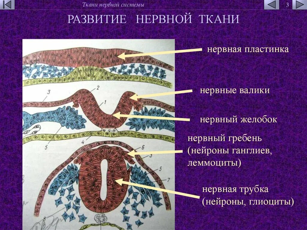 Формирование новых тканей