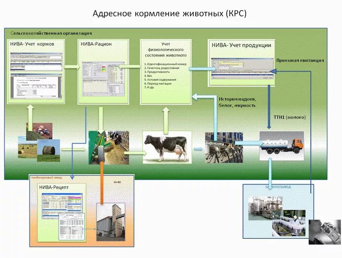 Способы кормления КРС. Названия оборудования КРС. Нормирование кормления сельскохозяйственных животных. Элементы нормированного кормления животных. Где содержат сельскохозяйственных животных