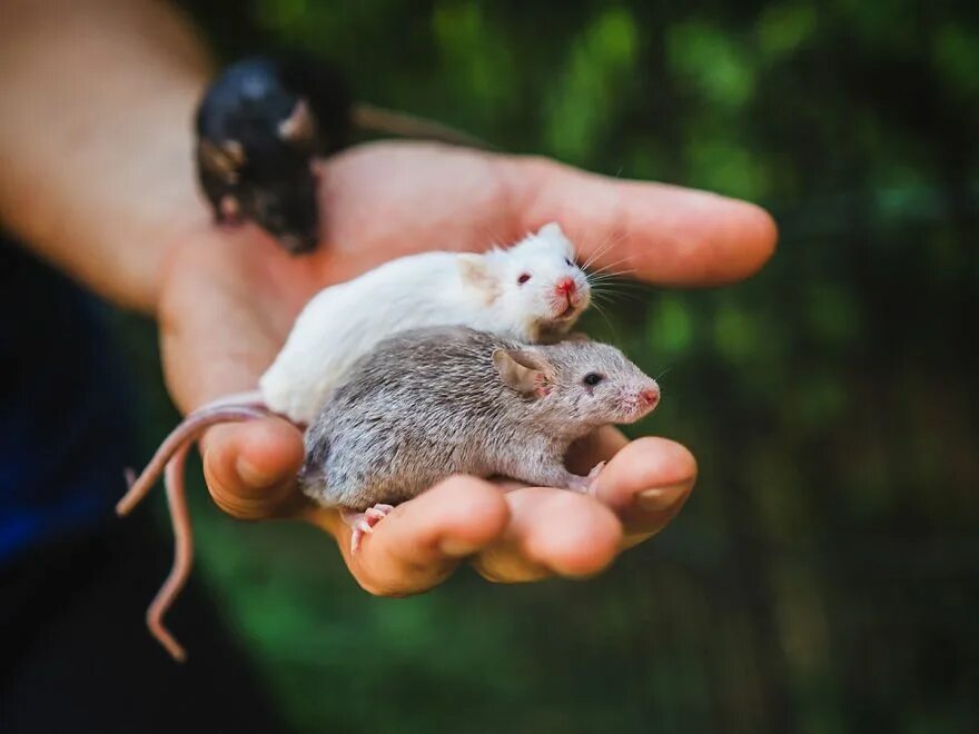 Родители мыши. Маленькая мышь. Мышь и крыса. Мышка с ладонью. Милые мышки.