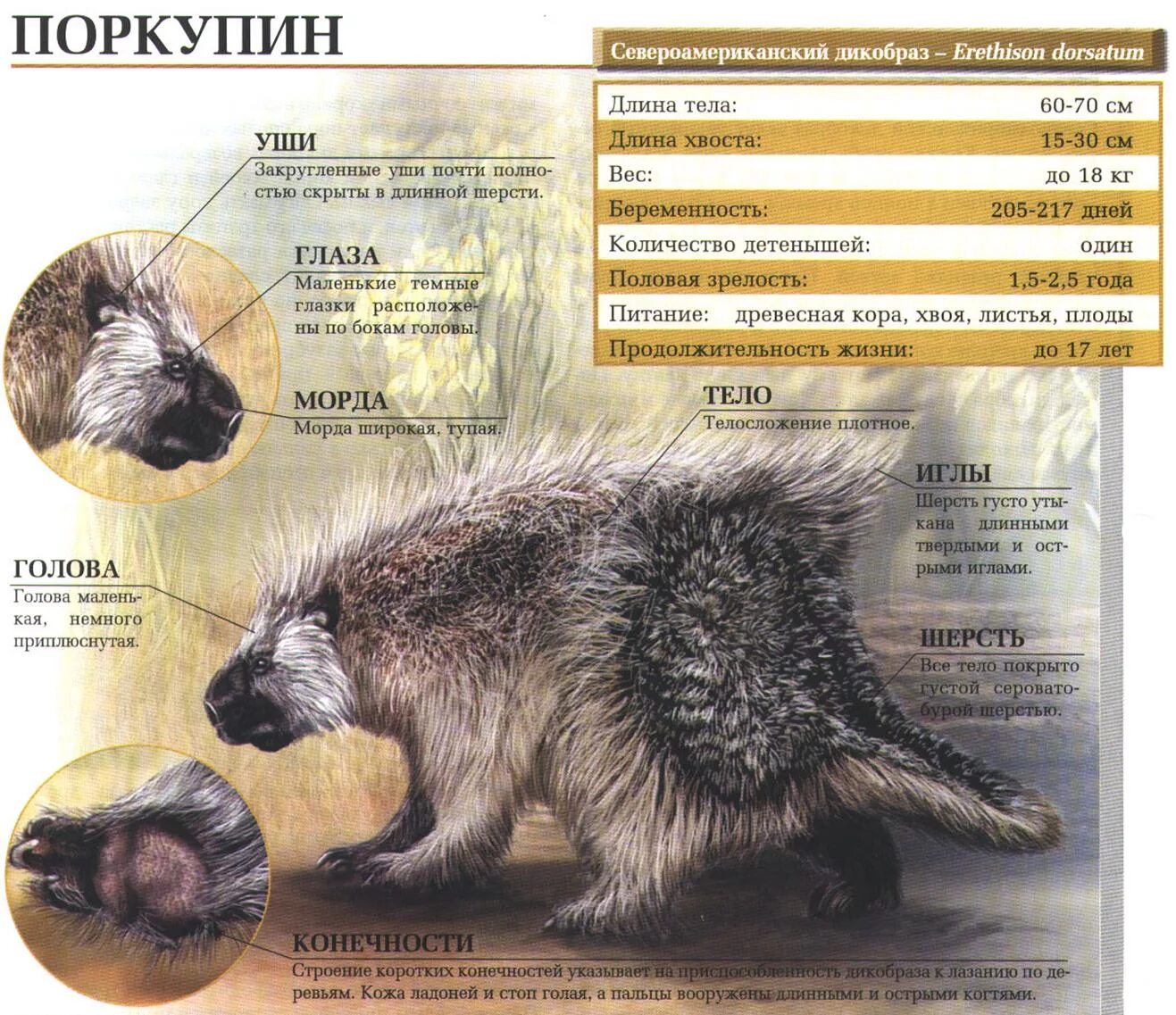 Особенности строения ежа. Строение дикобраза. Североамериканский Дикобраз поркупин. Дикобраз строение тела. Ежик строение тела.