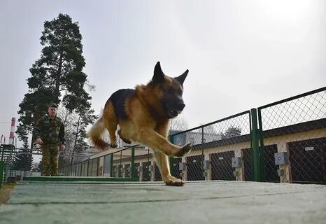 Питомник минское шоссе