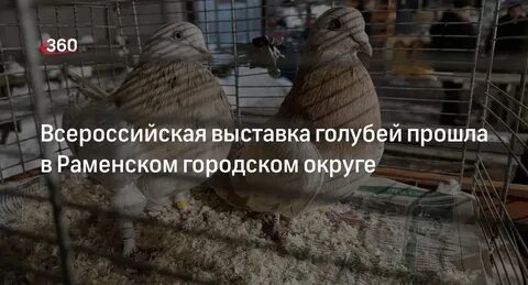 Выставка голубей в туле 2024 году