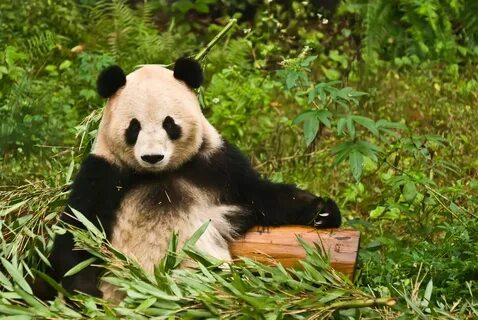 Wild pandas