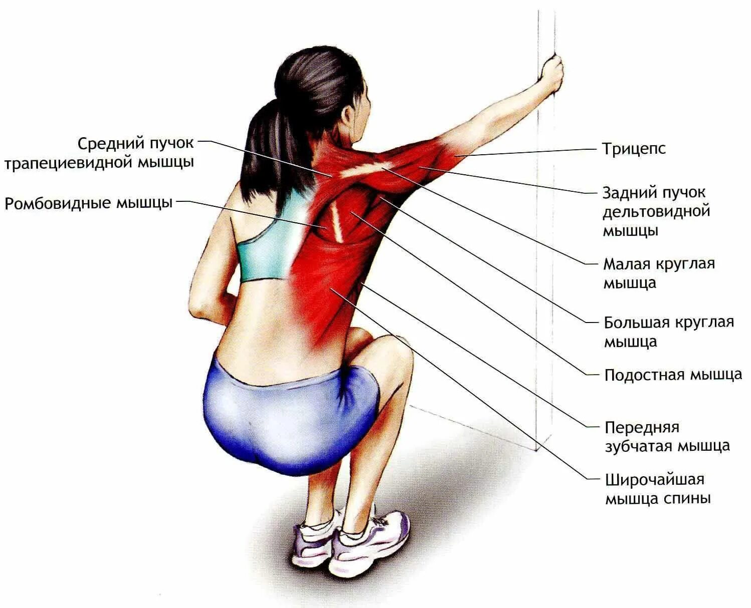 Растяжка мышц. Упражнение на растяжение мышц лопаток. Растяжка плечевых мышц. Растяжка мышц в картинках.