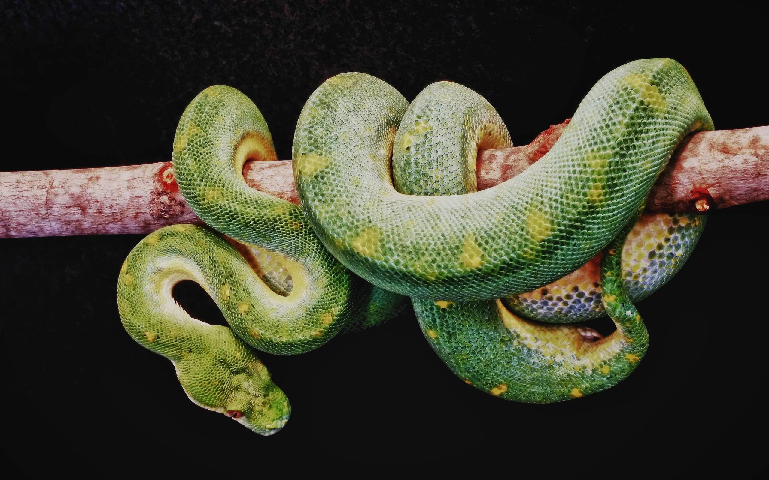 Snake x. Собакоголовый удав. Боа констриктор змея. Королевский питон зеленый. Зелёная змея Рюкю.