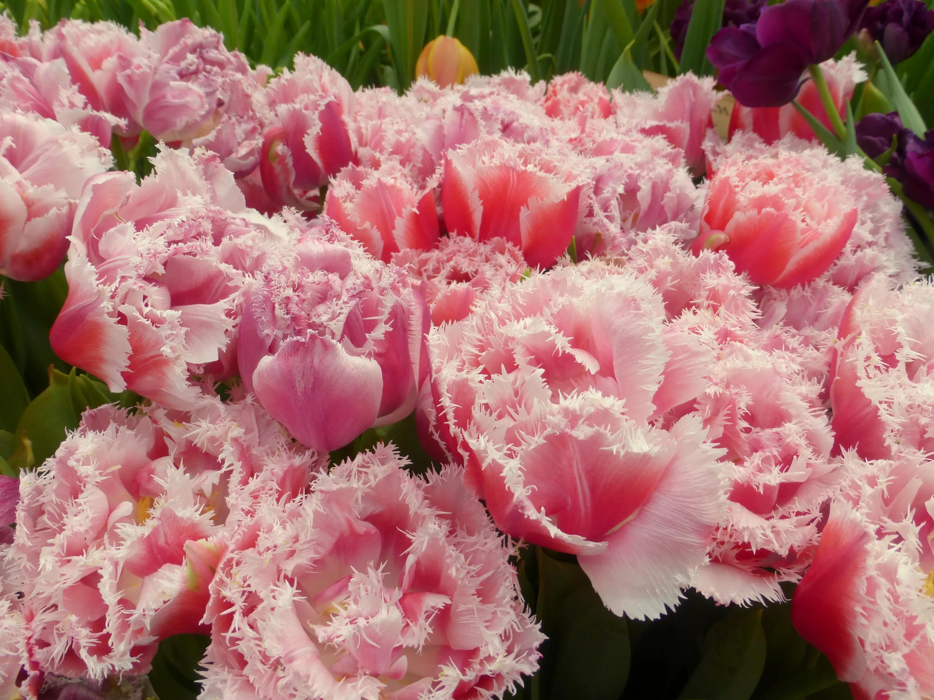 тюльпан national velvet. бархатные тюльпаны. тюльпаны в бархате. тюльпан нордкап. тюльпан пурпл элеганс многоцветковый.