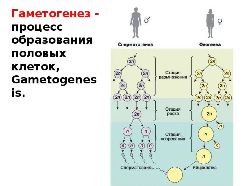 Женские половые клетки образуются в процессе. Стадии образования половых клеток таблица. Образование половых клеток сперматогенез. Схема гаметогенеза развитие половых клеток. Образование половых клеток гаметогенез этапы.