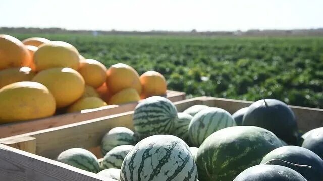 Арбузы на закате Watermelon farming, Urban garden, Fruit garden