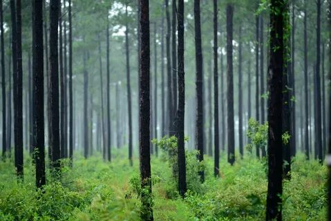 Forest being