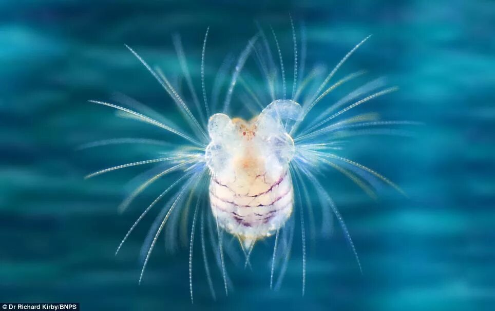 Морской планктон. Моллюски планктон. Океанический планктон. Рачки остракоды.