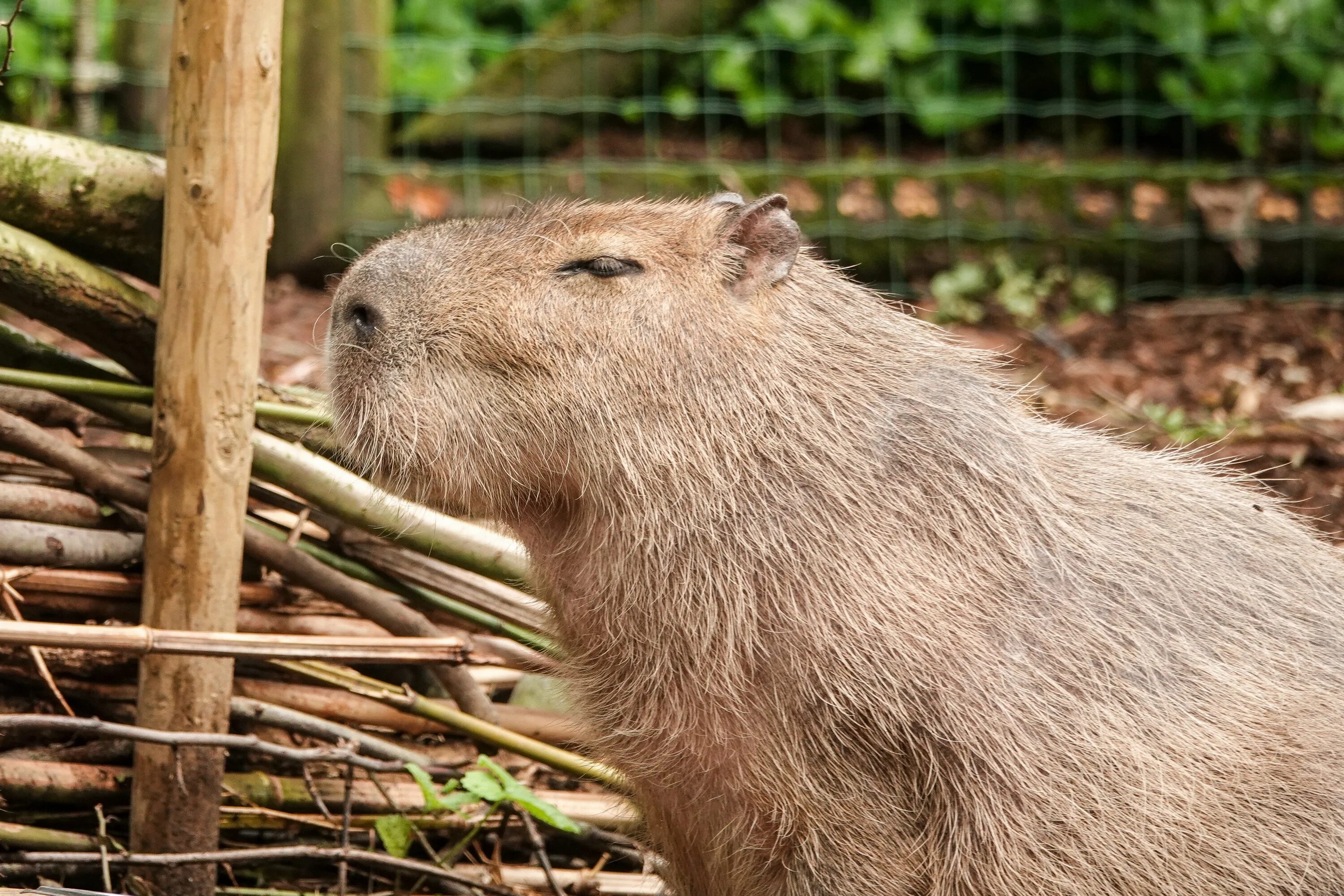 Включи про капибару. Капибара сельвы. Капибара плачет. Капибара капибара Capybara.
