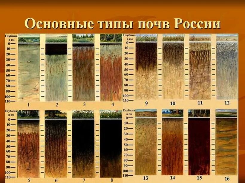 Укажите различия разных типов лесных почв. Почвенный профиль тундрово глеевых почв. чернозема дерново подзолистой почвы. подзолистые, дерново-подзолистые и болотные почвы.. чернозём каштановые и подзолистые почвы.