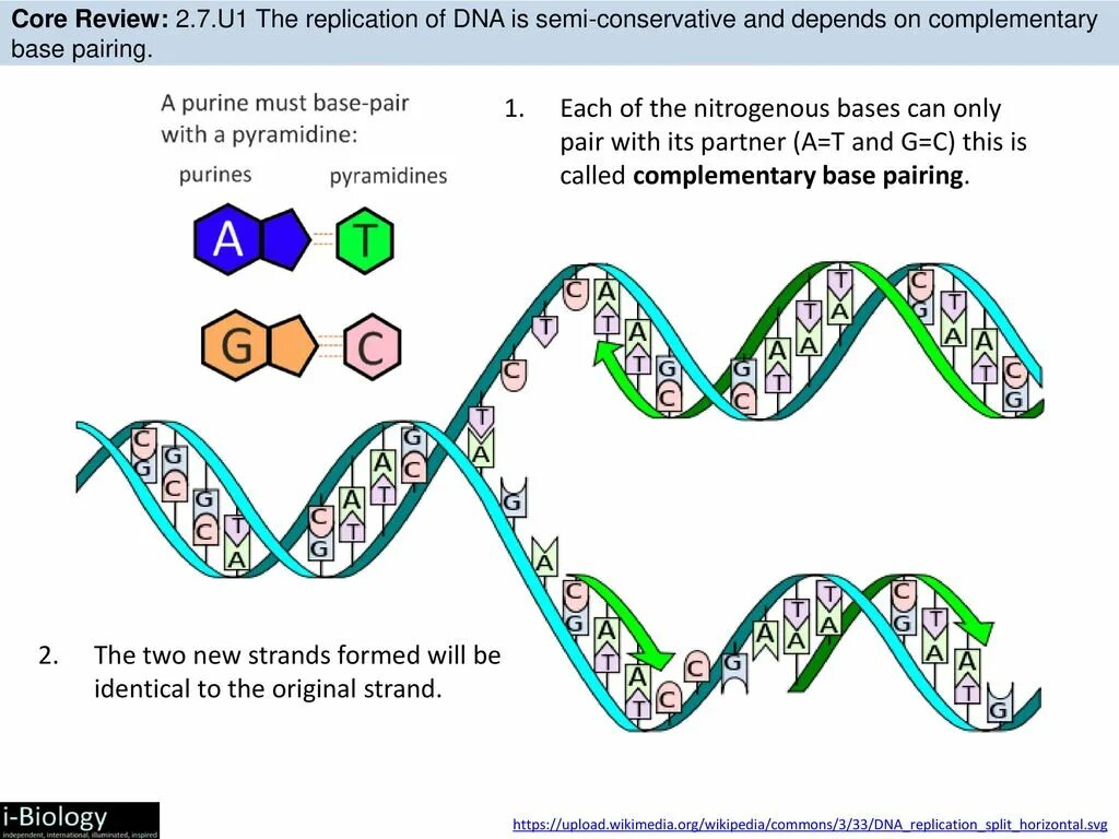 Semi-Conservative DNA Replication. Conservative Semi Conservative Replication of DNA. Mechanism of Replication. Репликация ДНК.