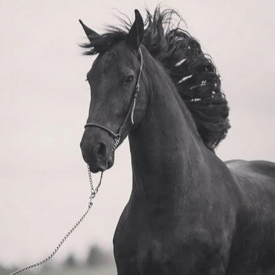 Черный конь. Черный жеребец. Черный конь фото. Серьезный конь. Книга черный конь