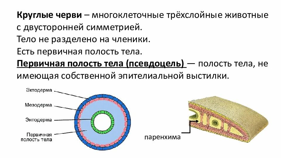 Плоские черви первичная полость тела. Круглые черви первичная полость тела. Вторичная полость тела у круглых червей. Первичная полость тела у круглых червей. Полость тела круглого червя.