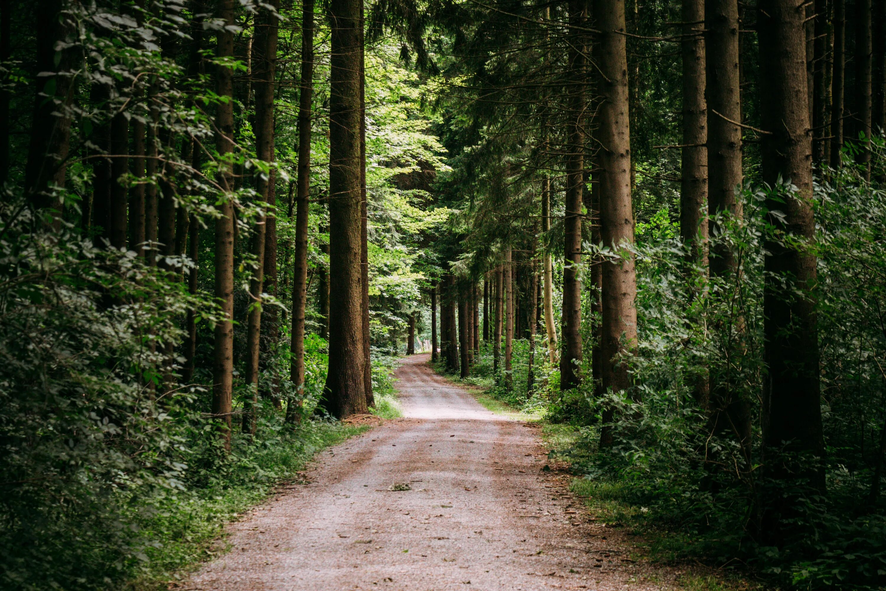 Forest paths