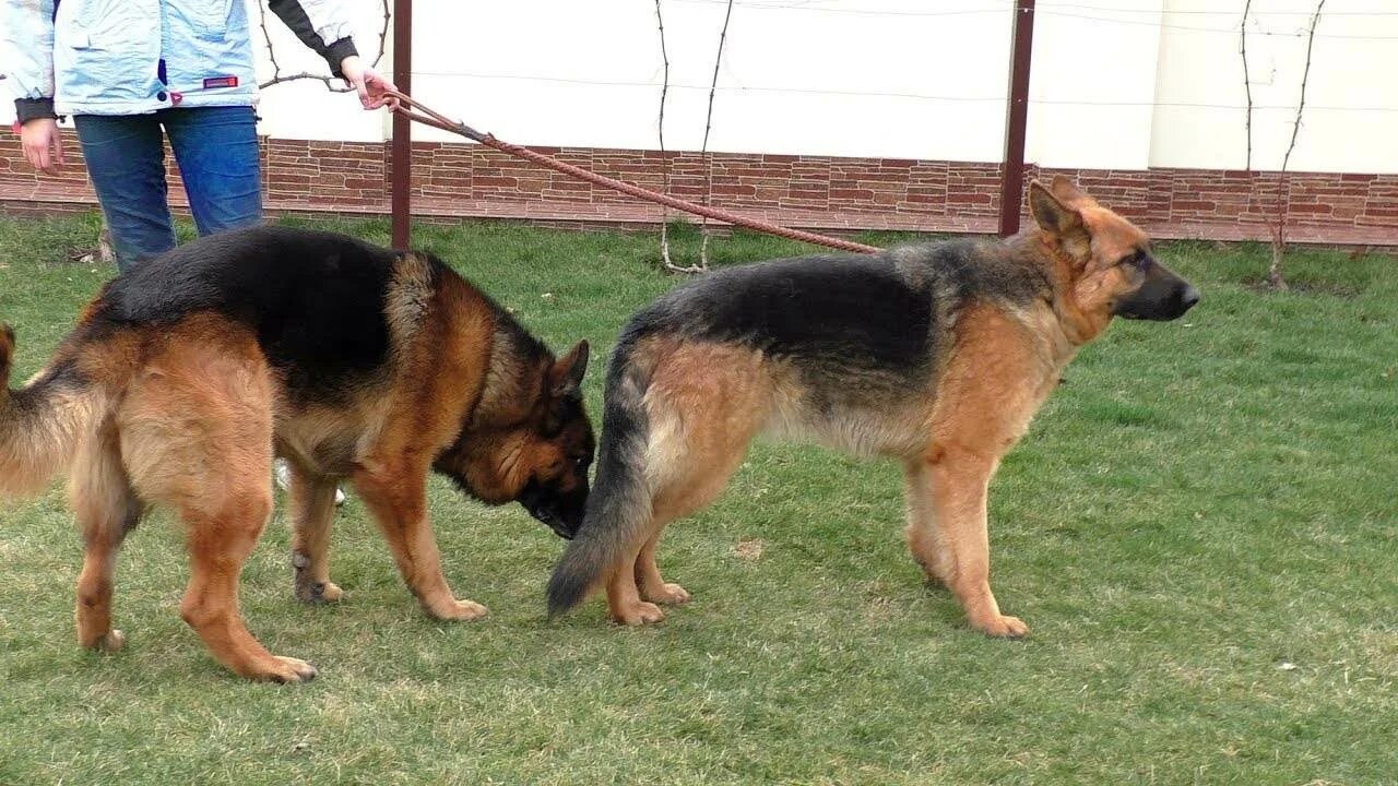Спаривание собак. Овчарка спаривается с собакой. Вязка собаки немецкая овчарка. Ника задерланд немецкая овчарка. Овчарка спаривается с собакой.