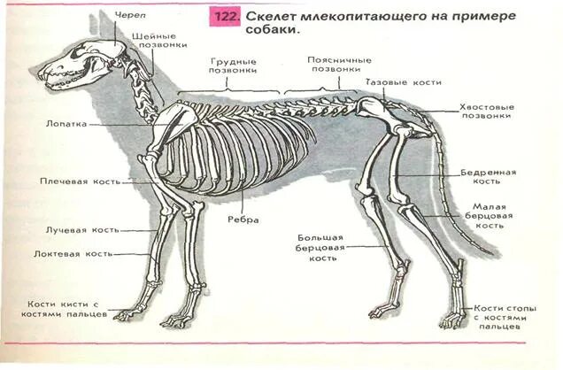 Особенности скелета млекопитающих 8 класс. Скелет млекопитающих таблица отдел скелета. Скелет млекопитающих таблица биология 7. Скелет млекопитающих таблица 8 класс. Скелет млекопитающих схема таблица.