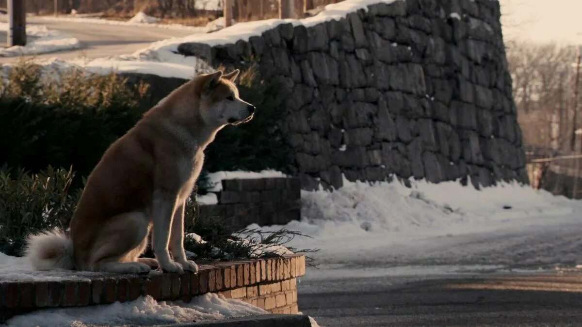 Верный друг видео