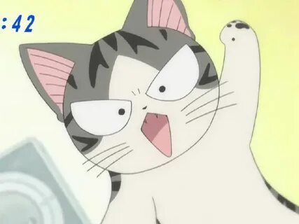 Chi cat