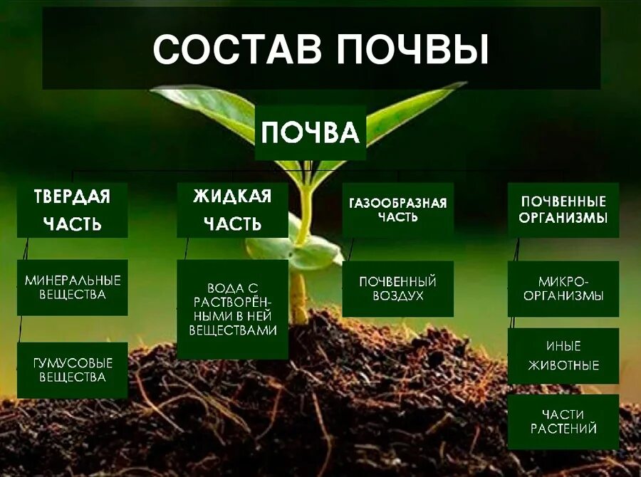 Состав почвы. Почва состав почвы. Из чего состоит почва. Составляющие почвы.