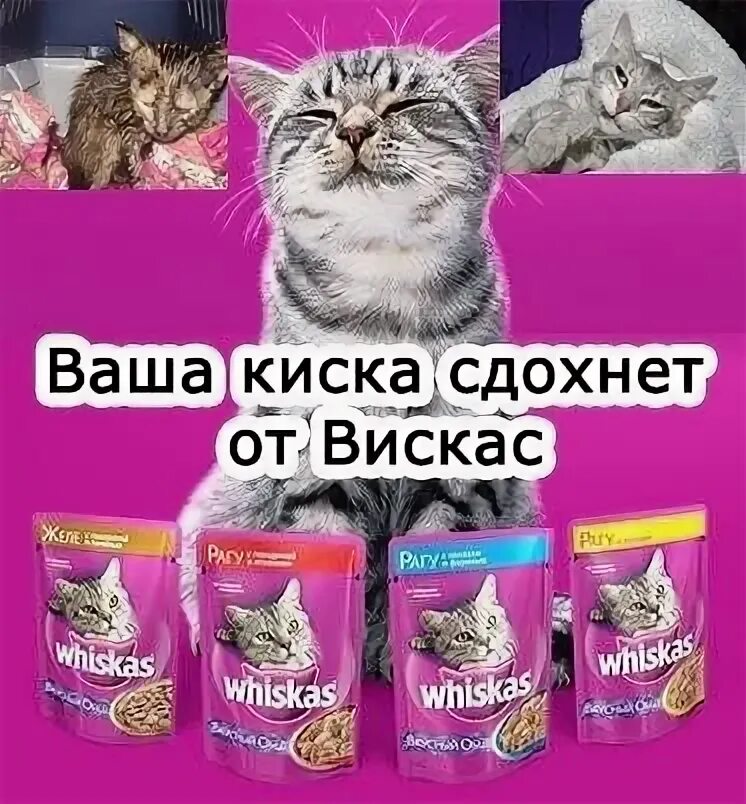 Ваша купила бы вискас. Опасные корма для кошек. слоган корма для кошек. вискас приколы. киска вискас.