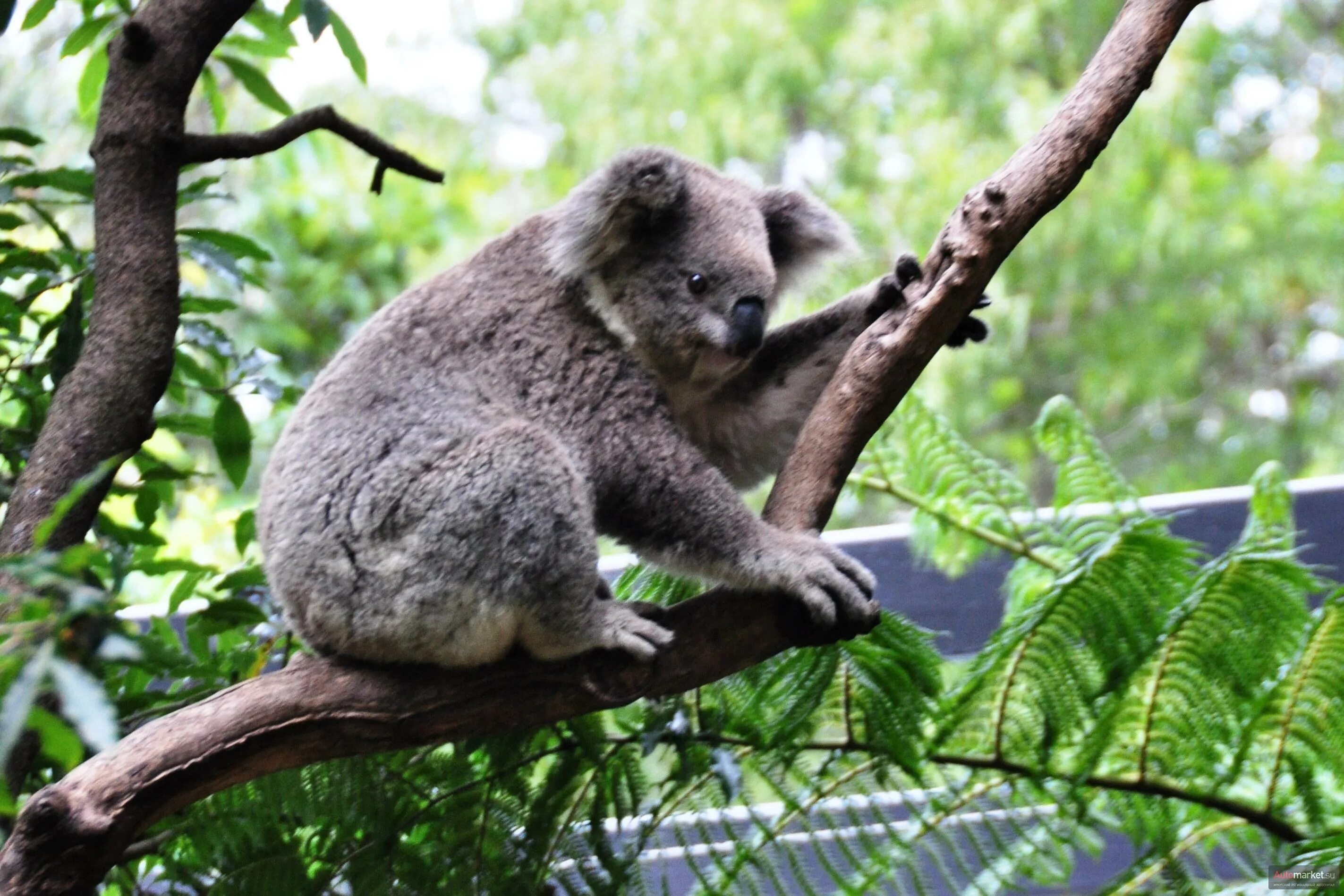 голоса и звуки животных австралии