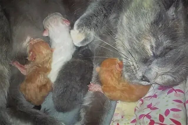 А у нас кошка родила вчера котят