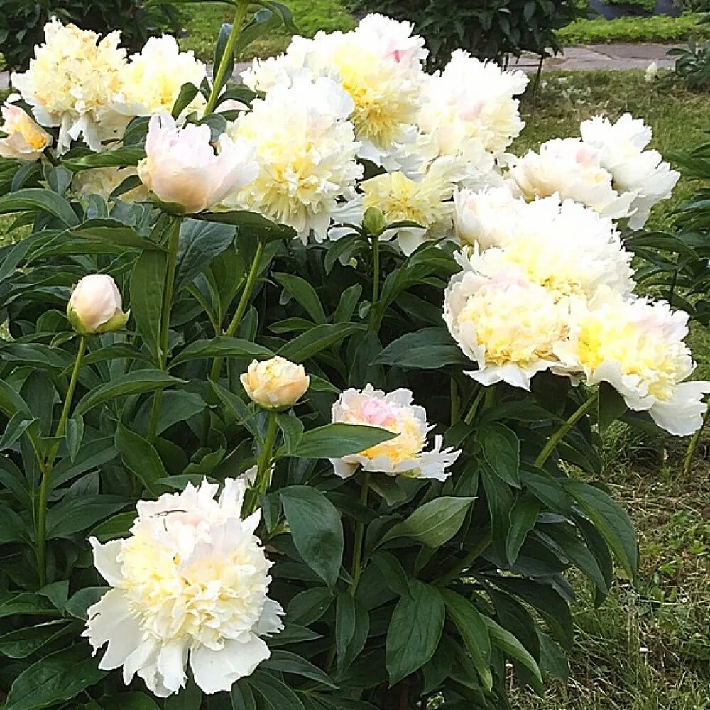Peony Top Brass (Bareroots Plant) 3-4 Eyes, Perennial Shrub.10 bareroot Peonies,