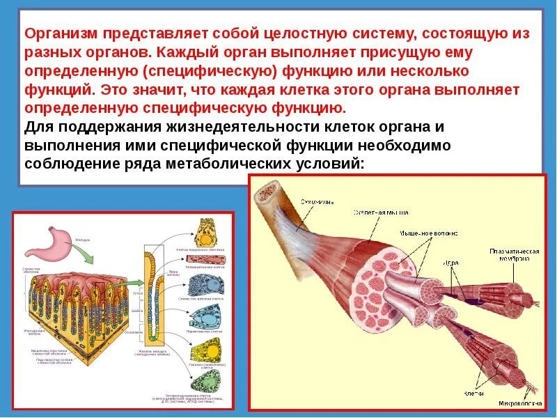 В каждом органе обязательно есть