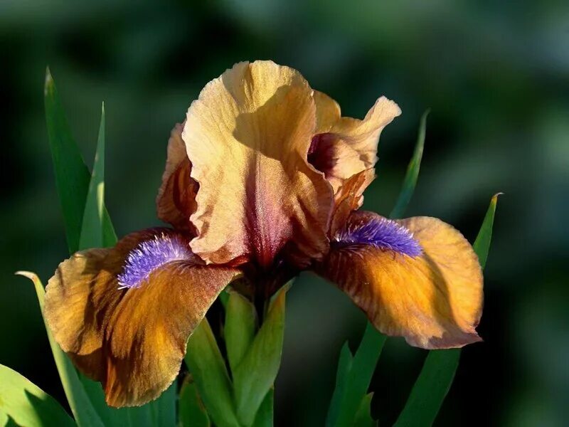 Бот ирис ириски. Ирис тонколистный. Ирис повышение. Ирис садовый (iris hybrid). Ирис сибирский кембридж.