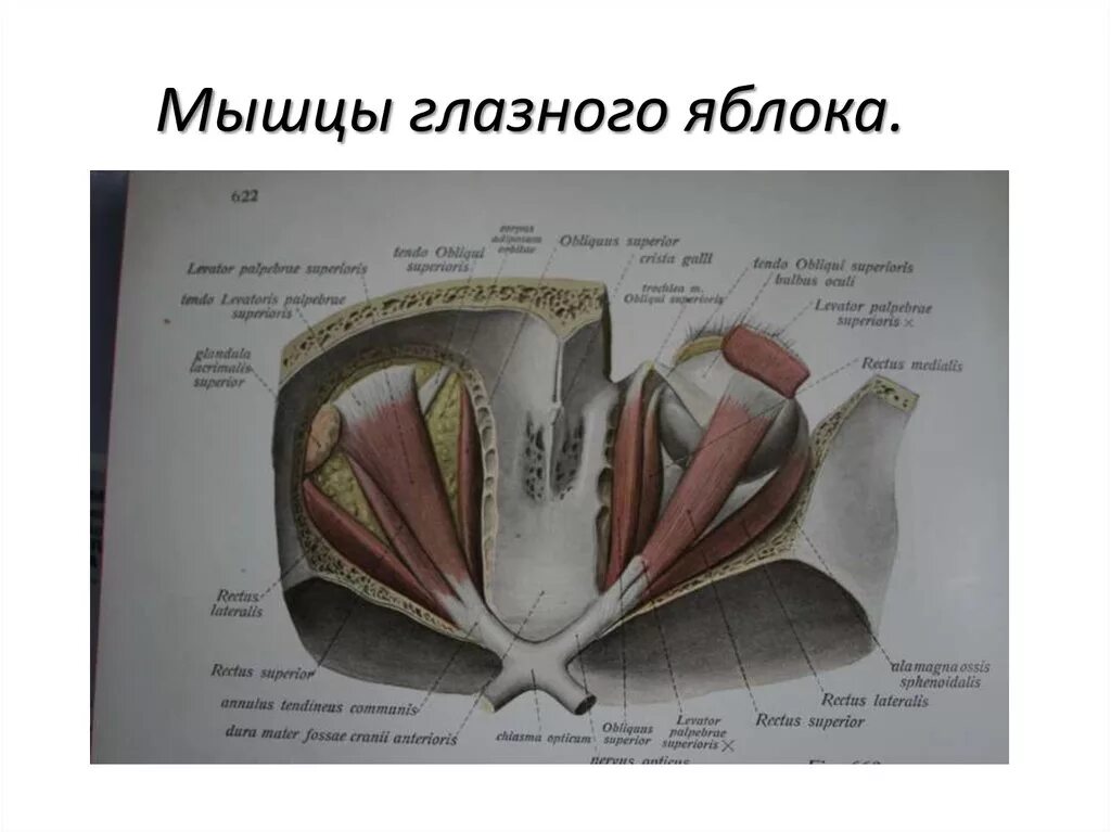 Прямая мышца глаза латынь. Мышцы глазного яблока прикрепление. наружные мышцы глазного яблока латынь. мышцы глаза анатомия на латыни. косая мышца глазного яблока на латыни.