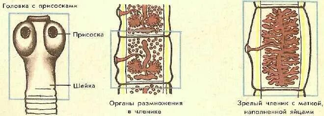 Строение бычьего цепня. Строение членика бычьего цепня. внутреннее строение бычьего цепня рисунок. гермафродитный членик карликового цепня. пищеварительная система бычьего цепня.