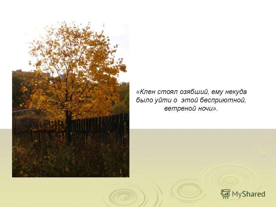 Клен есенин стих. Окно осень. Стояла чудная сосна под гармонь. Клен стихотворение есенина. Березка с кленовыми листьями.