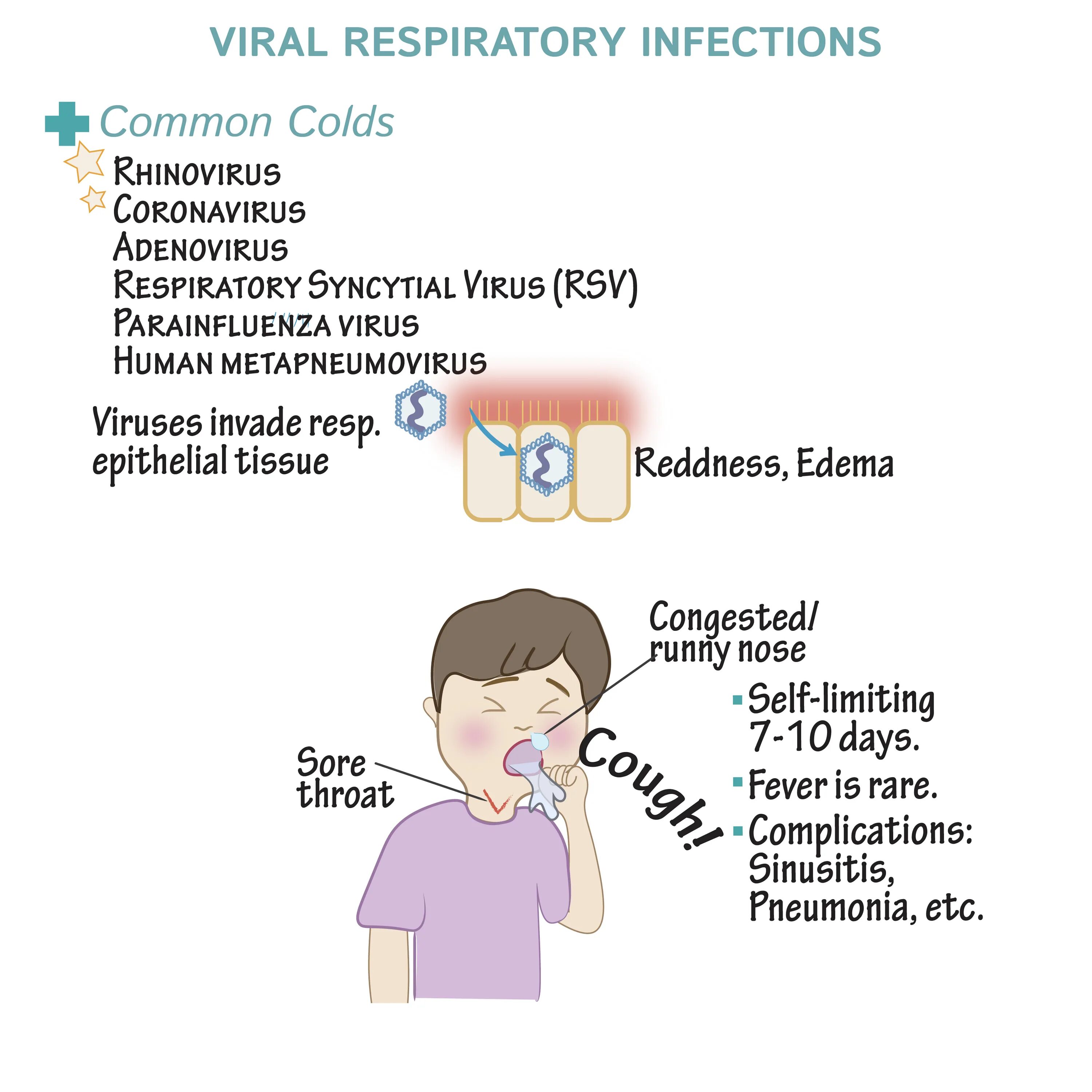 Respiratory virus. Viruses Respiratory. Viral infection.