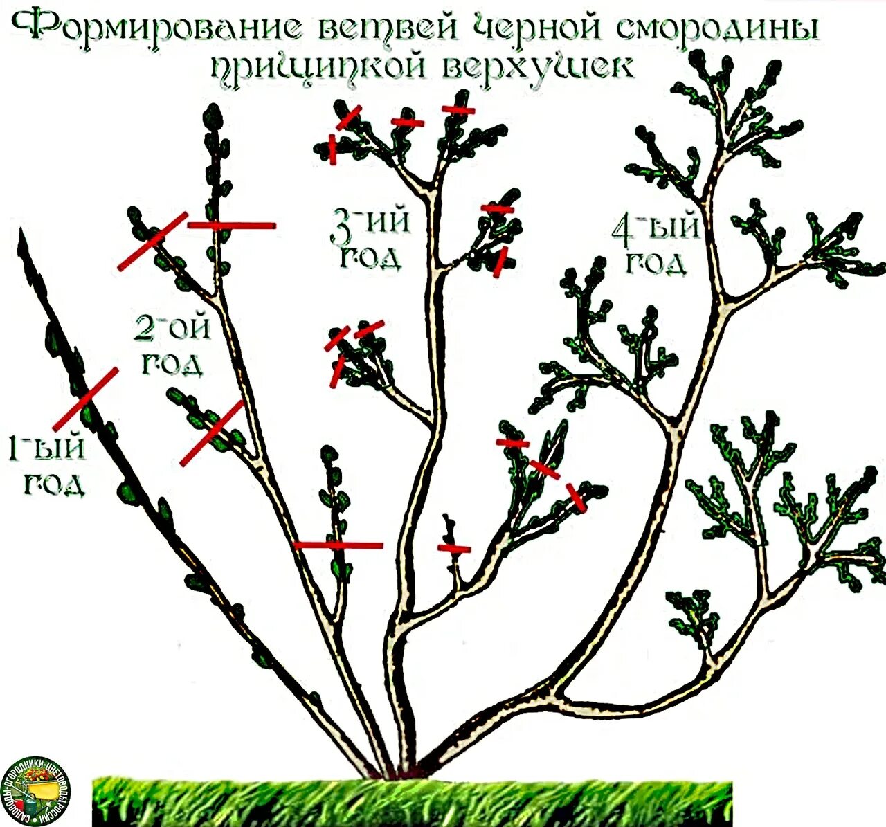 Сколько лет кусту