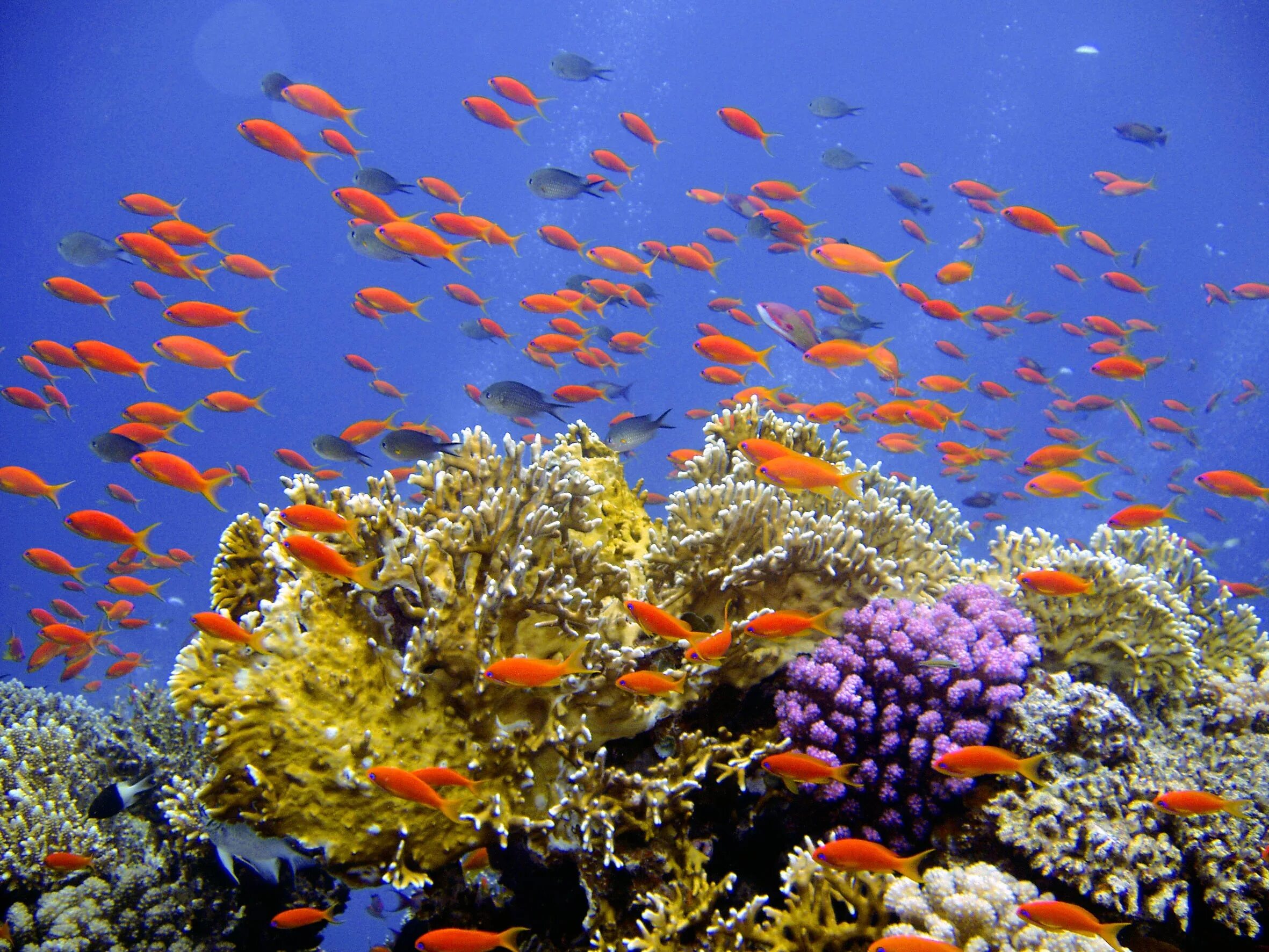 Лучший коралловый риф. Коралловый Барьерный риф рыбы. Коралловые рифы красного моря. Подводный риф риф. Коралловые рифы в Вест Индии.
