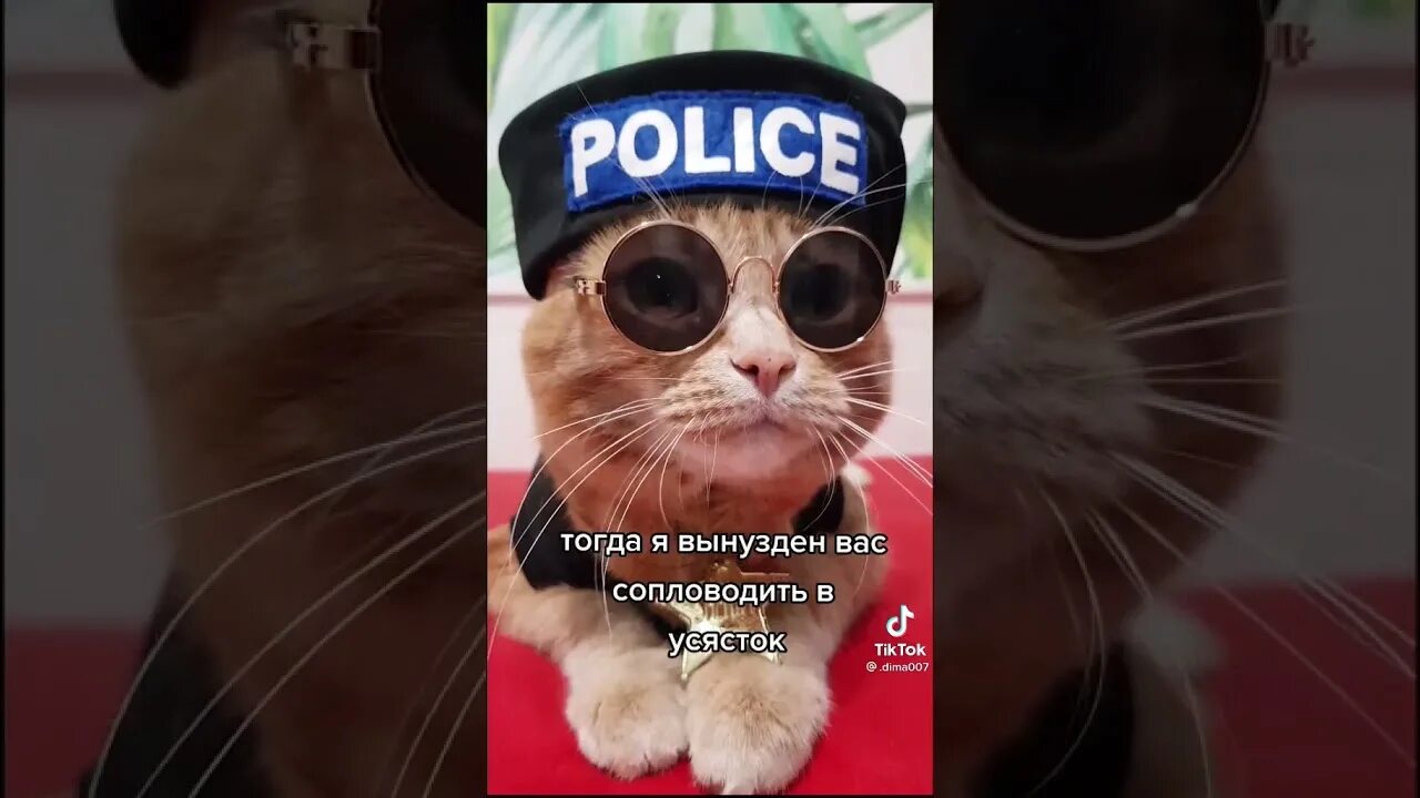Котик полицейский из тик тока. Кот полицейский. Коты копы. Коп и кот