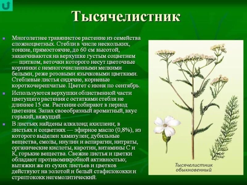 Растений имеющих прямостоячие