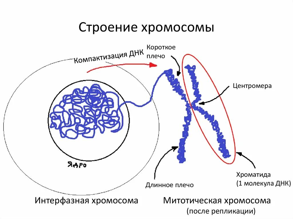 Какое строение имеет хромосома. Морфологическое строение хромосом таблица. схема строения хромосомы. схематическое строение хромосомы. строение хромом.
