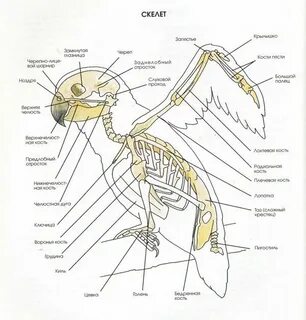 Скелет птиц органы