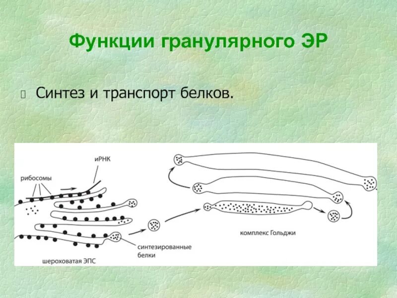 Синтез и транспорт белков в эпс. Гранулярный Синтез. Синтез и транспорт белков. Транспорт белков в ЭПС. Комплекс Гольджи гранулярная ЭПС.