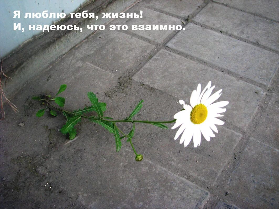 Я люблю эту жизнь. Я люблю тебя жизнь стихи. Я люблю тебя, жизнь. Я люблю тебя, жизнь. Женя я тебя люблю.