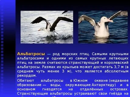 Морские какой род
