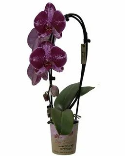 Plants орхидея