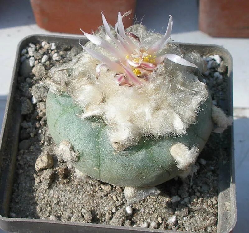 Кактус опунция суккулент. Кактус с листьями. Кактус с плоскими листьями. Опунция кактус полив. Кактус 24.