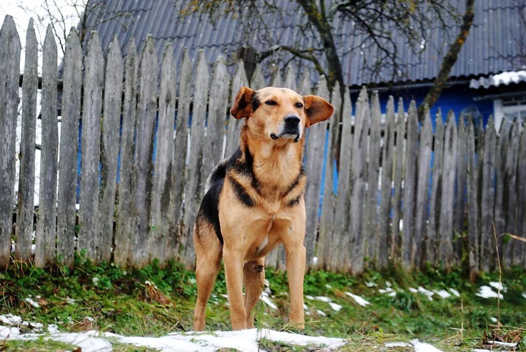 Dog village. Деревенский пес. Собака дворняжка. Собака в деревне. Деревенская дворняга.