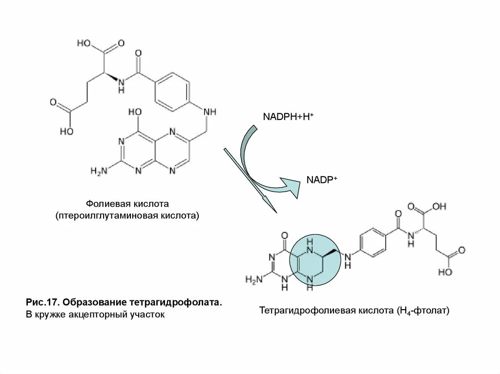 Тетрагидрофолиевая кислота активная форма витамина в9. Тетрагидрофолиевая кислота Синтез. ТГФК кофермент. Тетрагидрофолиевая кислота кофермент.