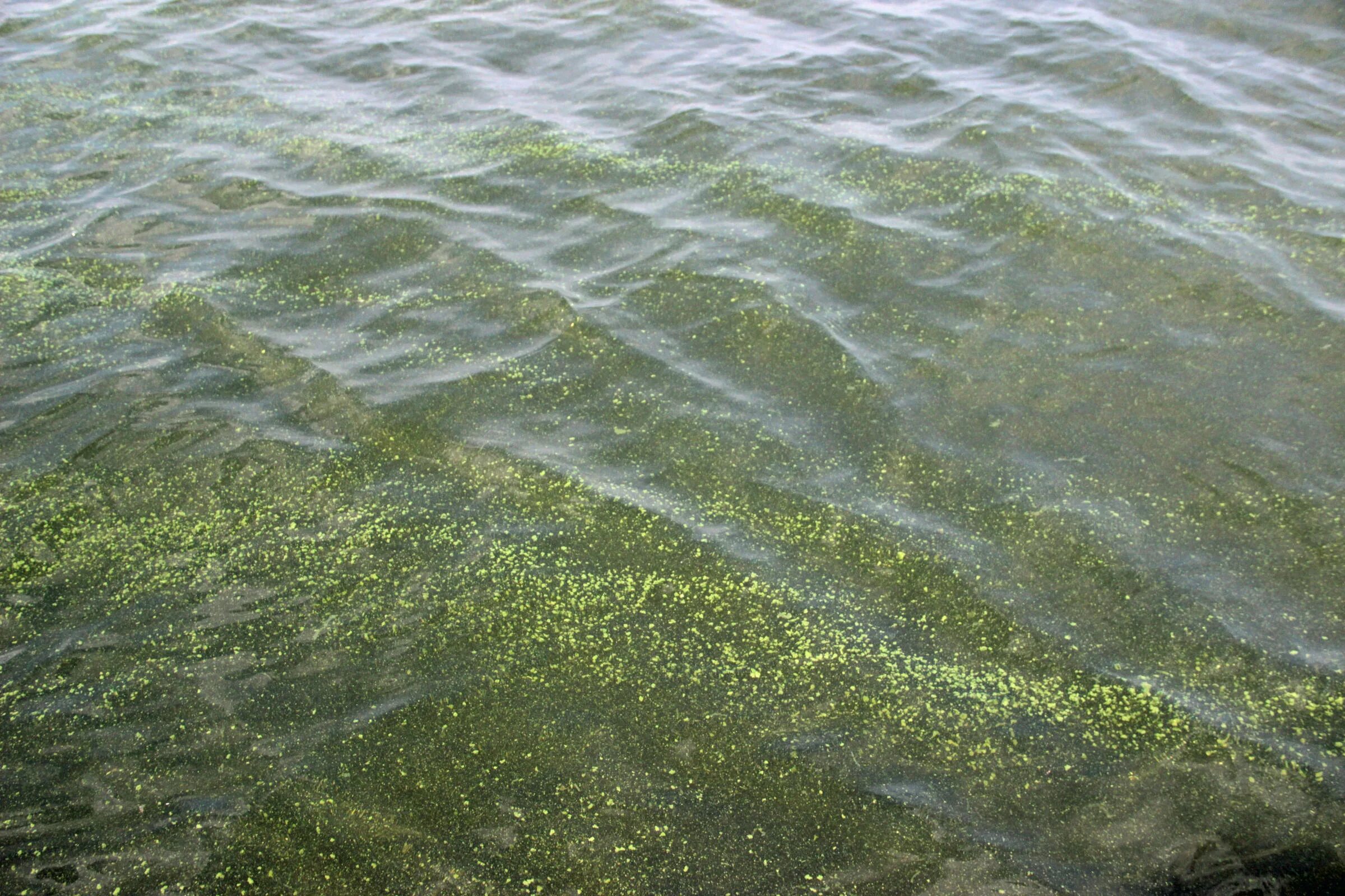 лес водорослей. отдел бурые водоросли пигменты. отсутствие водорослей. симбиоз водорослей. жгутиковые стадии водорослей.